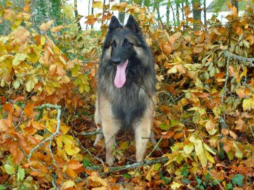 Berger belge Tervuren -