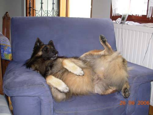 Berger belge Tervuren -