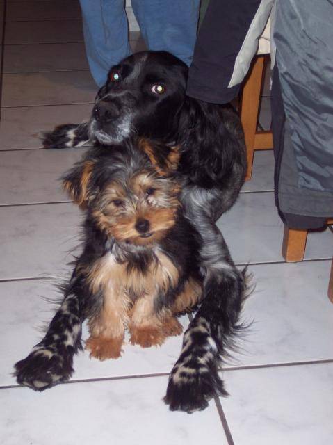 BADDY ET SKIPPY -