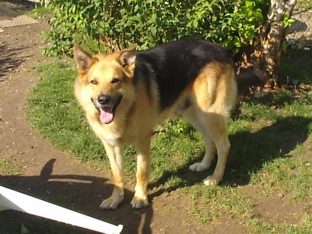 berger allemand croisé malinois -