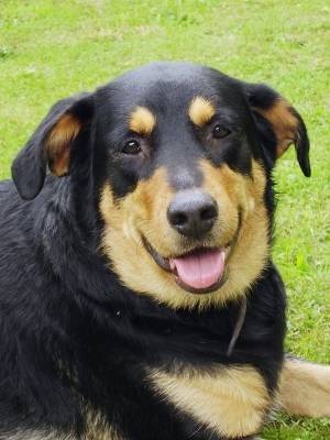 baron - Mâle (2 ans)