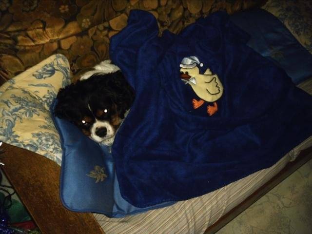 cavalier king charles - Voyou -