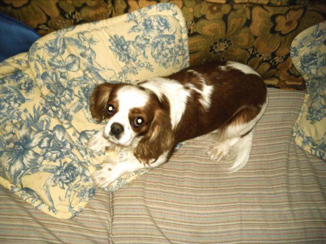 cavalier king charles - Toutie -