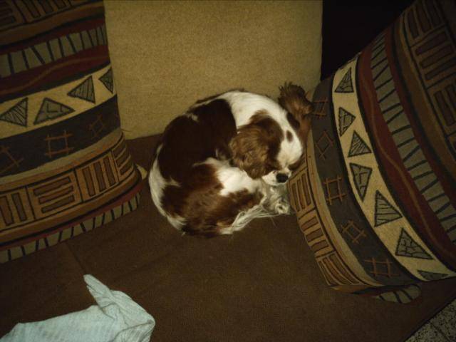 cavalier king charles - -