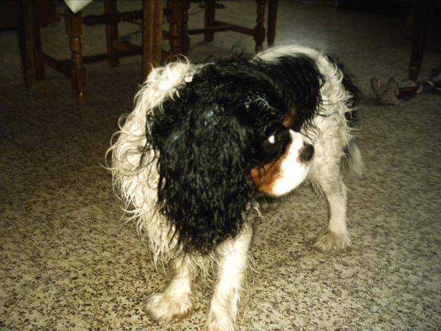 cavalier king charles - Voyou -