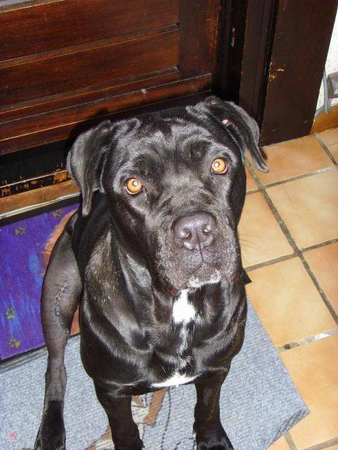 CANECORSO -