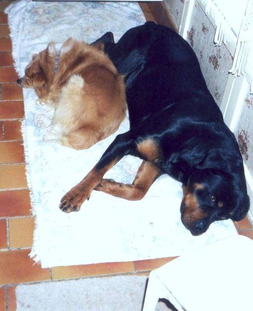 rox et max -