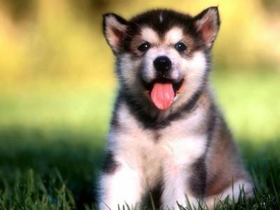 husky sam -