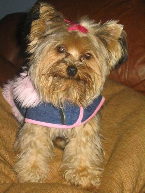 terrier...mimi -