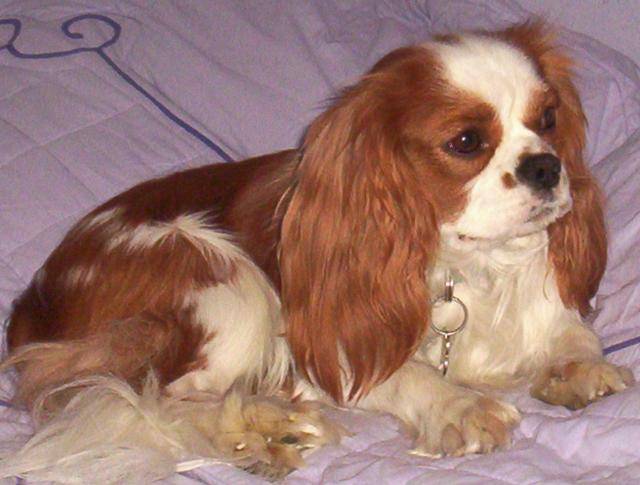 cavalier king charles Léo -