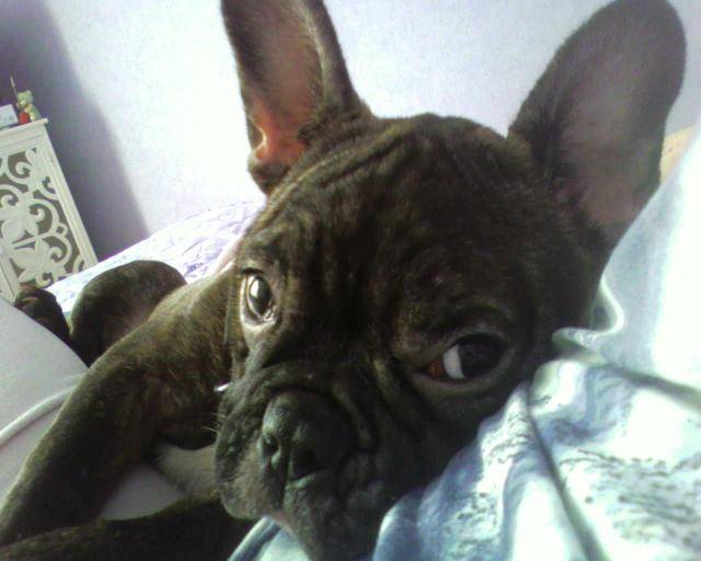 bouldogue français mougli -