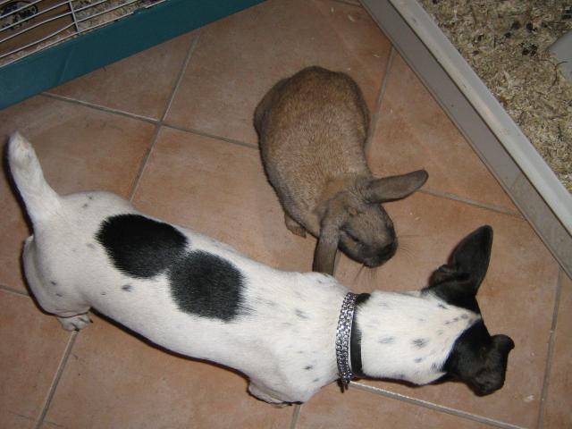 Ava jack russel -