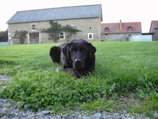 Belle -