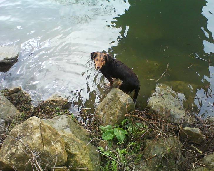 caprice - (4 ans)