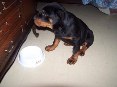 bidji a 3 mois rott - (3 mois)