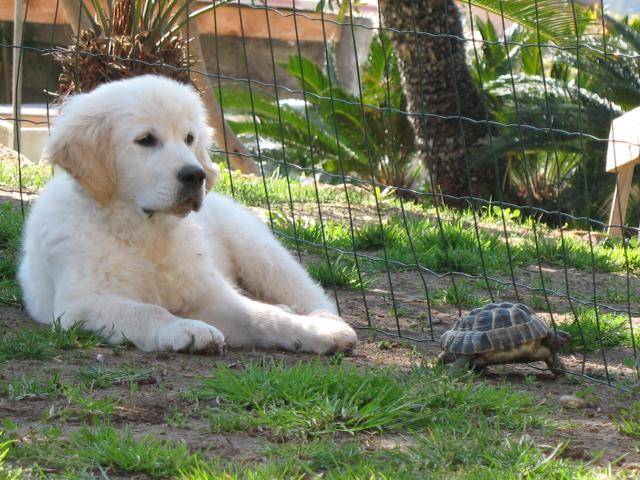 Boubou et caroline la tortue -