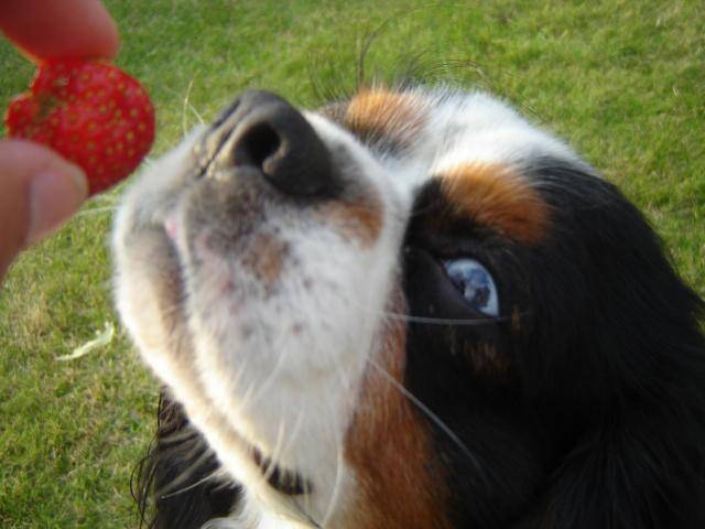 Cavalier King Charles, Charly -