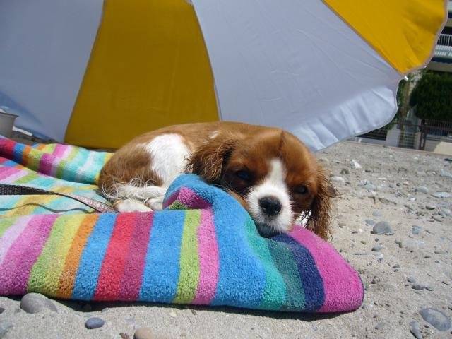 Canelle,,, notre cavalier king charles -