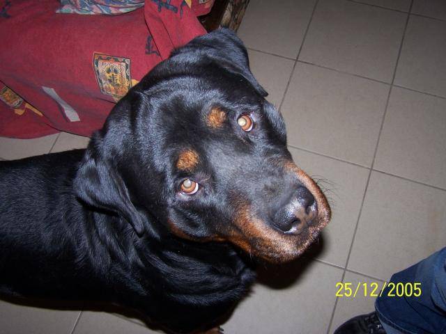 Tÿger de La Noue des Aiguillons, Rott de 4ans1/2 -