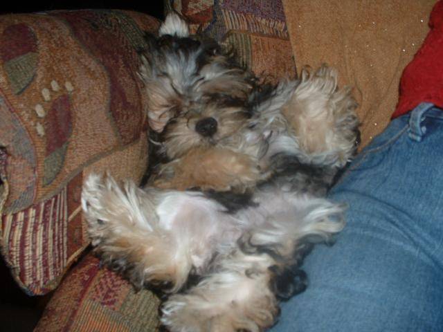 Maggy bichon-yorksire je fais dodo -