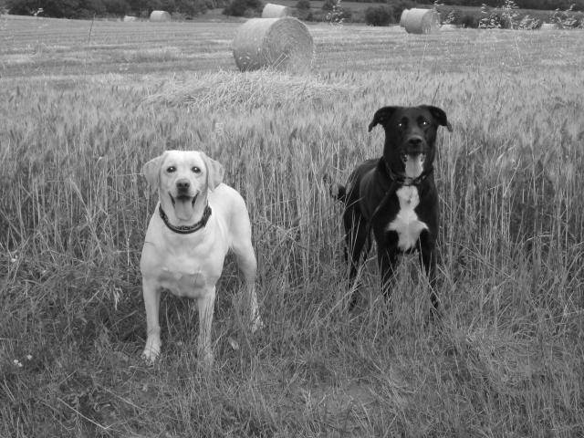 texane & uline -