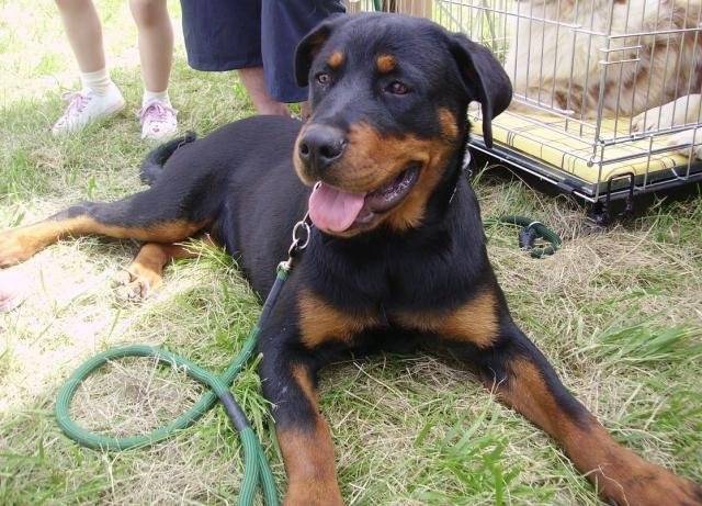 Rottweiller Béa -