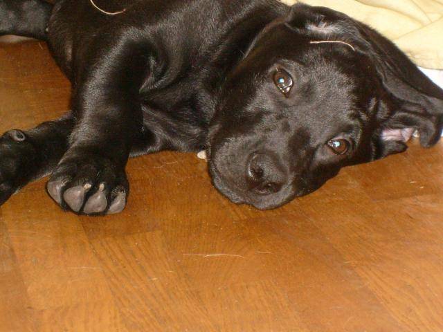 Coka, labrador croisé basset -