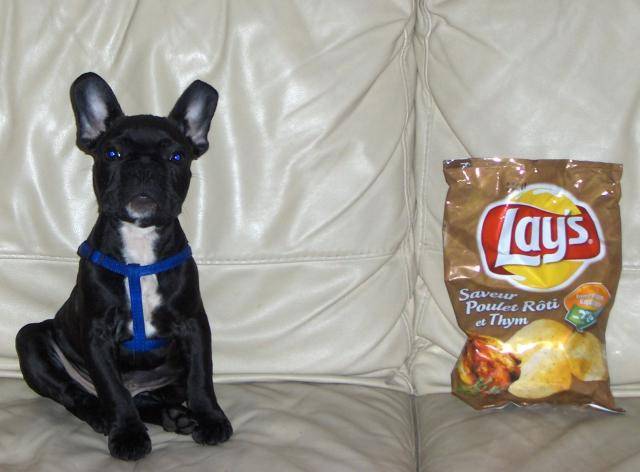 clint le bouledogue -