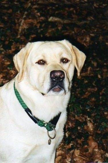 roky:mon beau male de 7 ans - (7 ans)