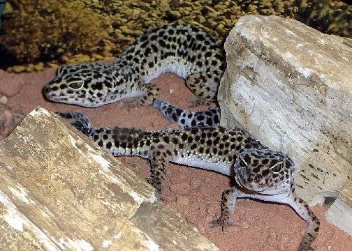 geckos léopards -