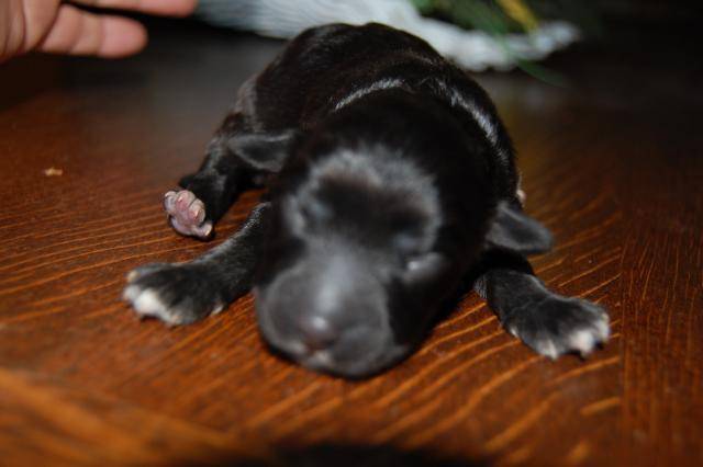 ??? chiot Rejane, croisé huysky berger allemand + caniche -