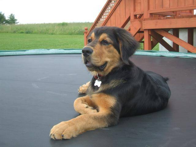 bouvier bernois/labrador (Galoche) -