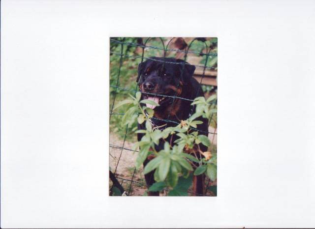 rottweiller : ramsès 2 -