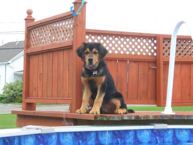 Galoche bouvier bernois/labrador -