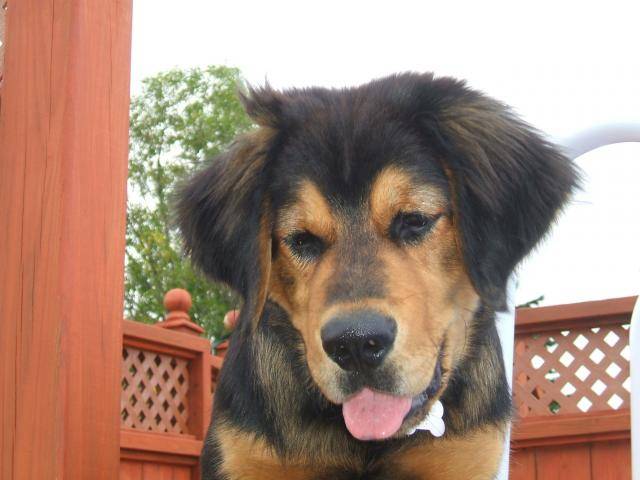 galoche bouvier bernois/labrador -
