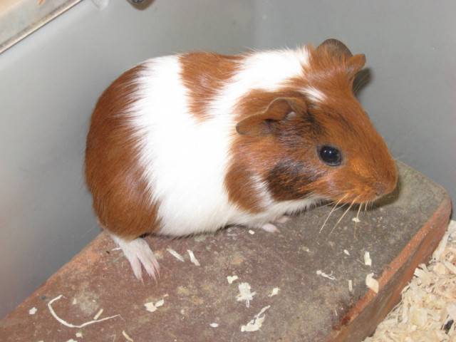 Starky - Mâle (1 mois)