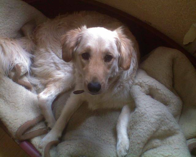 max golden retreiver -