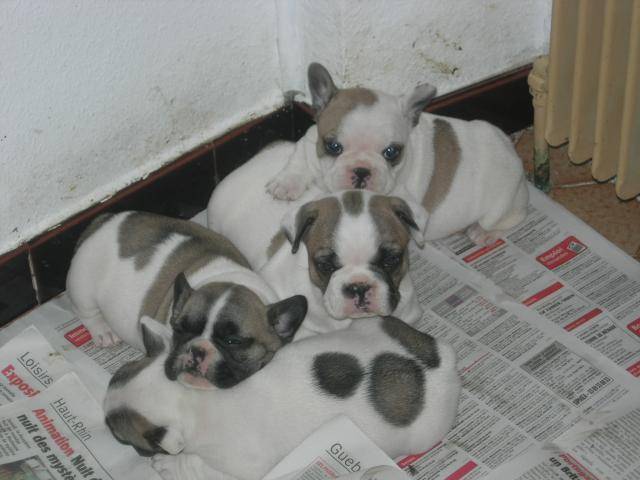 bouli bb de ary et aloé -