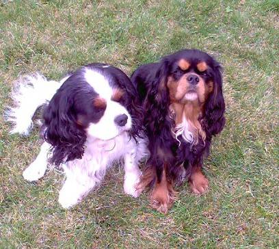 cavalier king charles biscuit d'yvonniere -