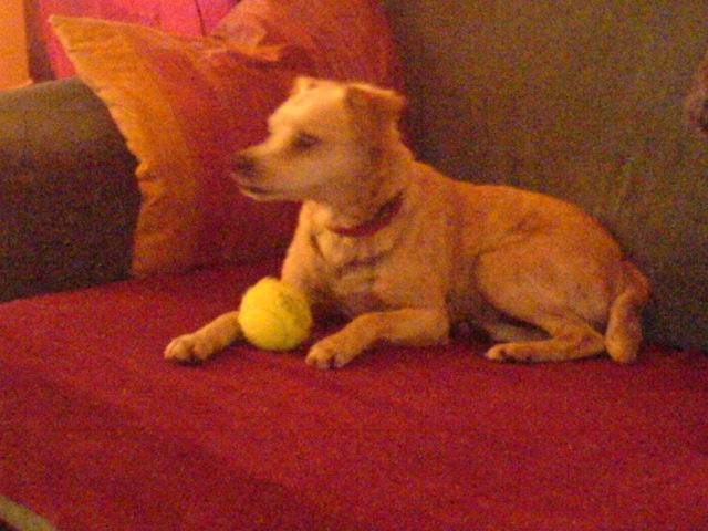Mounky (la ptite teigne) x-pinscher -