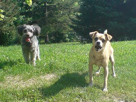 mes deux croisés Misty et Mounky -