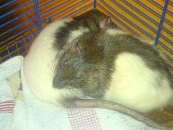 kiss et michael (scofield) mes ratounets -