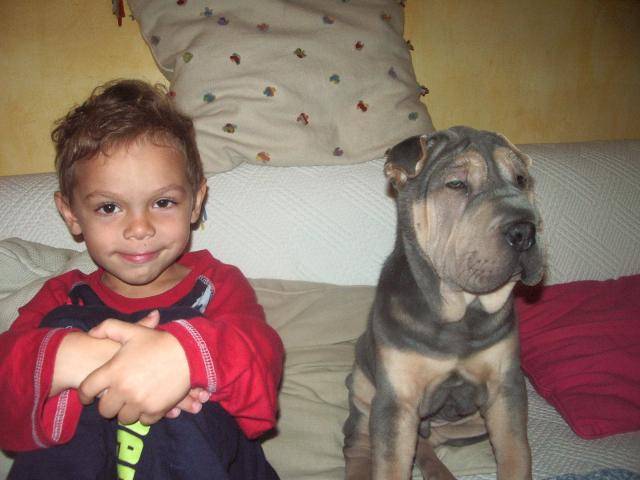 sharpei -
