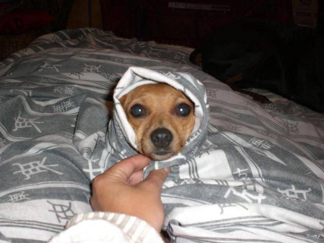 pinscher -