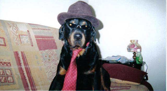 Rotweiller Slider -
