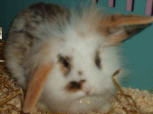 MON LAPINOU -