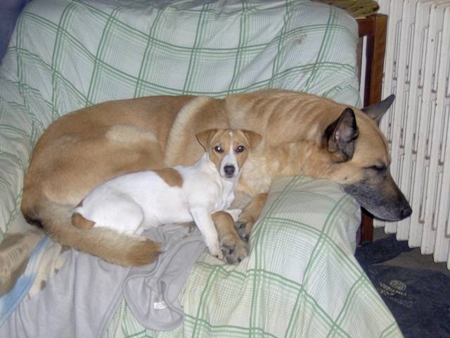 B.A.+ Jack Russel : Niarkos et Crevette -
