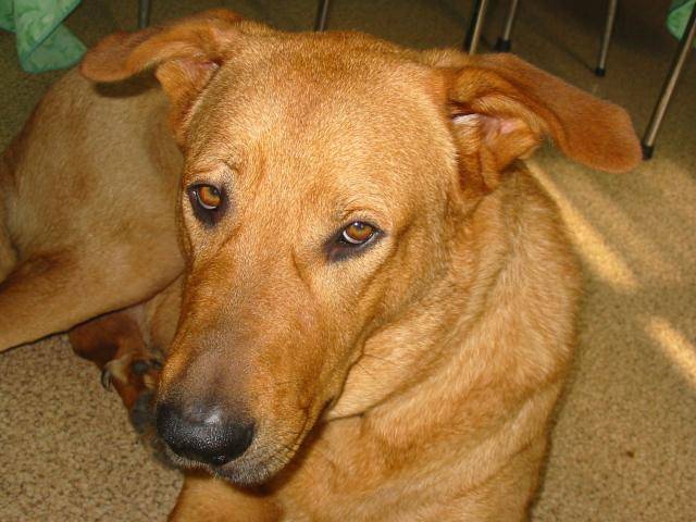 tex dog de bordeaux croisé de berger -
