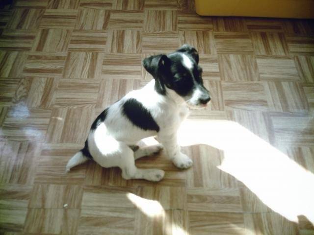 chopin Jack russel terrier -
