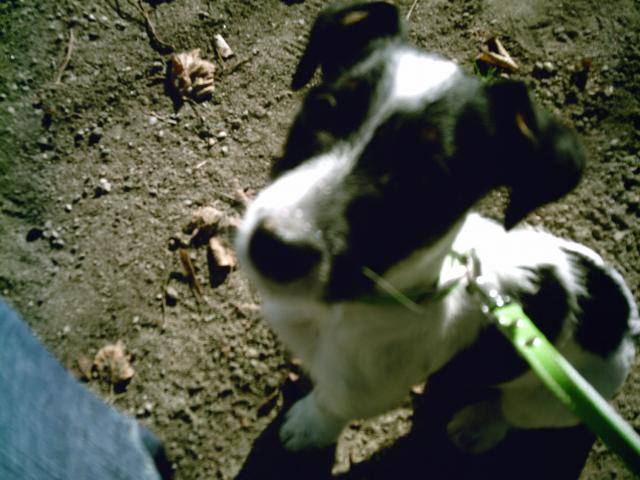 chopin jack russel terrier -